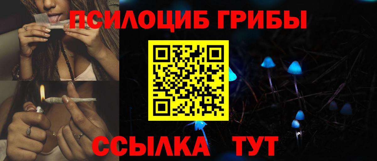 Галлюциногенные грибы Psilocybe Славгород